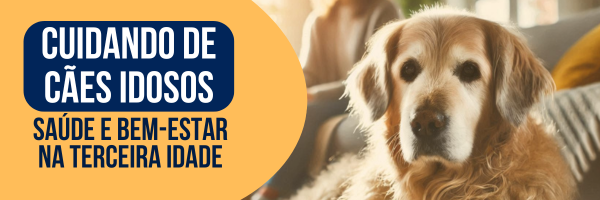 com cuidar de cães idosos